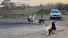 Глутница кучета тормози жителите на варненския квартал "Галата"