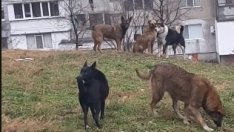 10 000 котки и около 2 000 кучета скитат из Варна