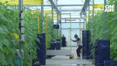 На краставичар – краставиците... 7,50 лв. стигна килото им по магазините!