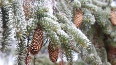 Студът сковава 23 области в България и утре