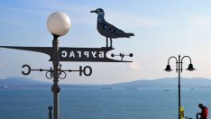 Как гларусът от символ стана враг №1 в Бургас