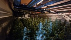 Разбиха наркооранжерия край Варна