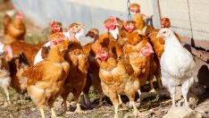 Огнище на птичи грип констатираха и край Пловдив