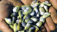 Забраната за улов на бяла мида остава въпреки протестите на рибари