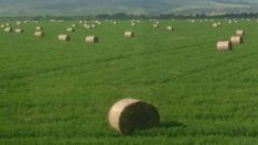 Добруджански урожай: Нивите удариха немислимите 4000 лева/декар