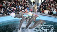 Безплатни коледни представления за децата ще има във Варненския делфинариум