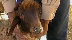 БАБХ направи 551 проверки и установи, че няма чума по животните