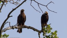 Нов рекорд в броя на двойките царски орли у нас – 34!