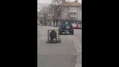 Свинска разходка! Пиян помъкна прасето си в клетка, помете и две коли (ВИДЕО)