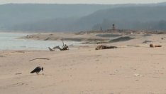 Камчийски пясъци отново става защитена местност