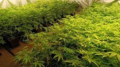 Все повече възрастни хора редовно употребяват канабис, какви са рисковете?