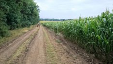 Полезащитните горски пояси в Добруджа съхнат масово