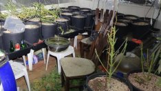 Спецполицаи откриха наркооранжерия в апартамент във Варна