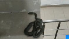 Змия се настани в жилищен блок