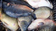 За Никулден ще ядем с 40% по-скъп шаран