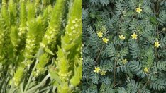 Виагра от градината или българските билки за сексуална мощ