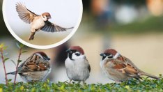 Малко над 3 500 врабчета са останали у нас
