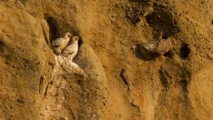 Излюпи се рожбата египетски лешояди от Провадия (ВИДЕО)