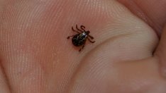 Нов бум на ухапаните от кърлежи във Варна