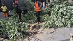 Съдът образува дело за магнолиите в центъра на Варна