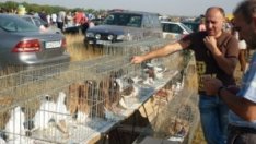 Забраниха пазарите за животни и животински продукти в цялата страната