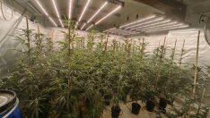 "Задържане под стража" за 48-годишен мъж от Варна заради отглеждане на марихуана