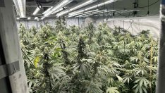 Разкриха 2 високотехнологични наркооранжерии в „Чайка“ и „Трошево“