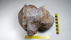 Учени откриха нов вид динозавър