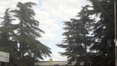 Аспаруховци излизат на протест срещу изсичане на дървета