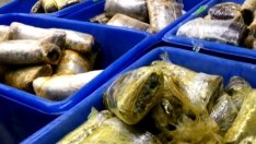 Заловиха 1,3 тона кокаин, скрит в замразена риба