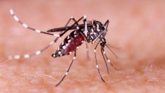 750 милиона ГМО комари пуска САЩ