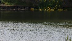 Украински шофьор на камион се удави в Дунав