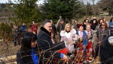 В двореца Евксиноград зарязаха лозята за празника (СНИМКИ)