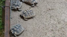 Каспичанец "изгоря", намериха защитени костенурки в двора му