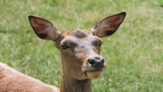 Спипаха бракониер, отстрелял сръндак край Шумен