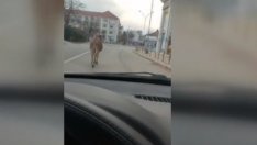 Магарешкият тръс из Варна завърши зле! Марко бе блъснат от влак