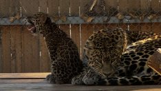  60 бебета са се родили във варненския зоопарк от началото на годината