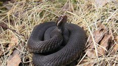 Общината във Варна нае ловец на змии