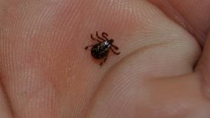 Кърлежите продължават да хапят във Варна