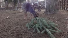 Зоопаркът във Варна отново събира коледни елхи за животните