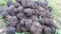 Хванаха берачи на тюфели в гората край Тервел 