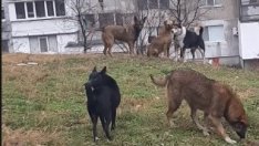 Глутници кучета тормозят жителите на "Владиславово"