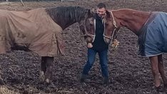 "Фанагория": Златист и Амигос цвилят за първи път от много време насам, но със страх и объркване
