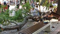 След дъжд качулка: Общината прави санитарна експертиза на дърветата във фаталната градинка