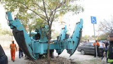 За година: Отрязаха 549 и засадиха нови 2234 дървета във Варна