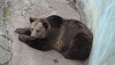 Зоопаркът във Варна организира игра с награди за ЧРД на мечката Свобода