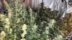 Откриха две огромни оранжерии за марихуана в Свети Влас