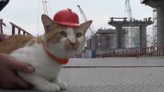 Котарак „помага“ в изграждането на Кримския мост