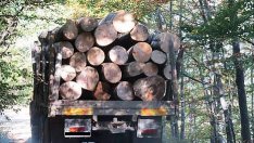 Жители на варненско село недоволстват от сечта в района