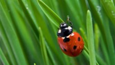 Насекомите ще направят планетата по-зелена